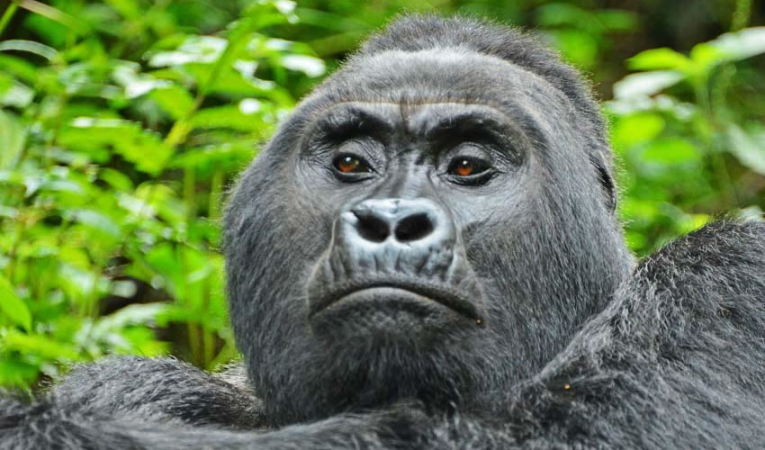 Bwindi Impenetrable Forests