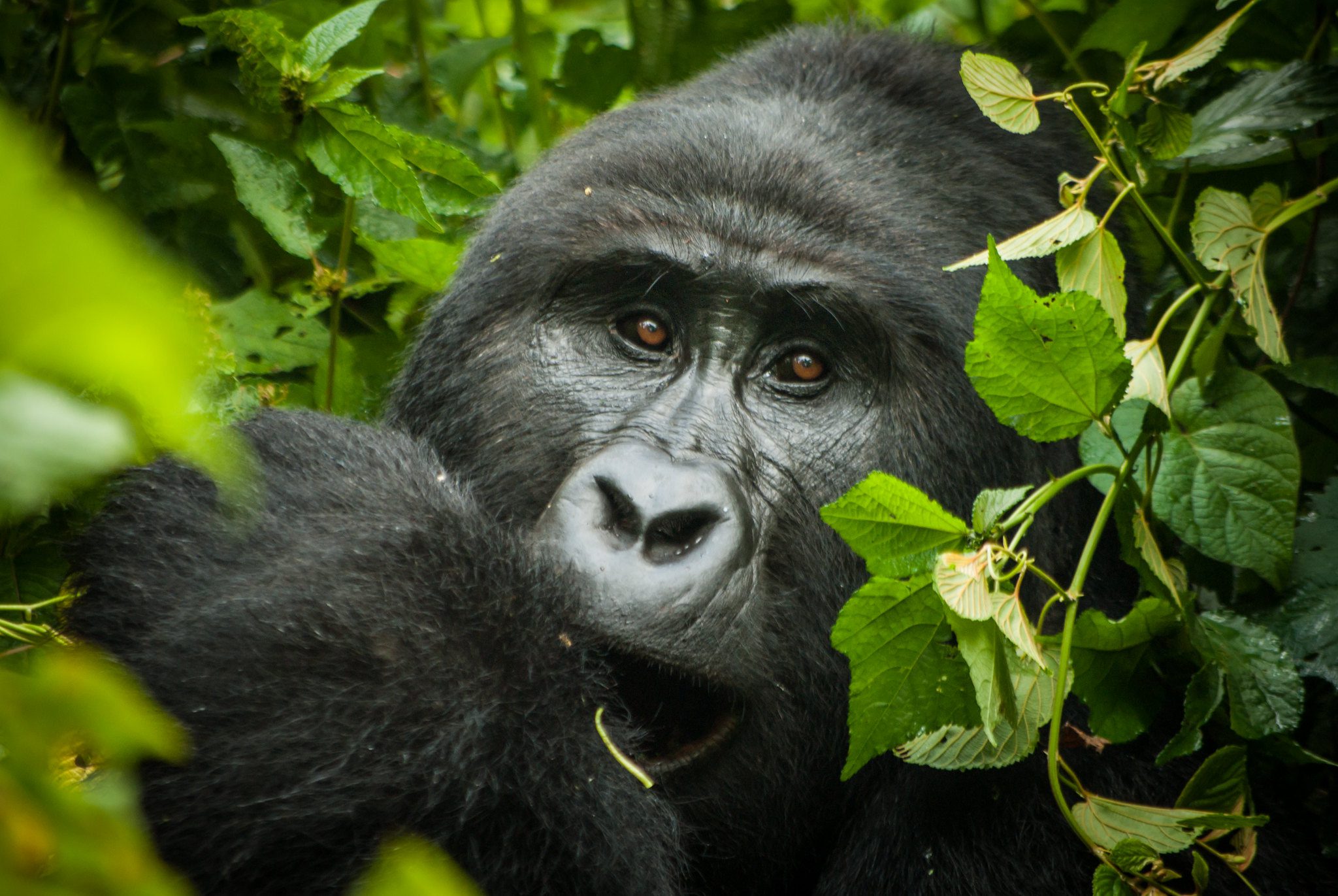 Gorilla Trekking in Bwindi Fly-in (4 days)